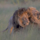 Illustration for article titled Saturday Night Social: Hosted by Lions Having a Gay Ole Time